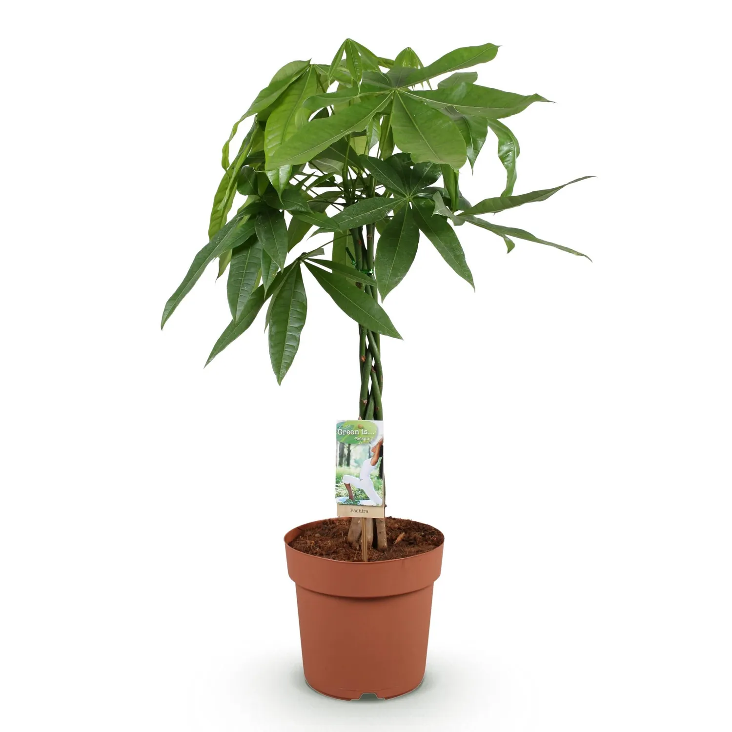 PLANT AND STORIES Pachira Aquatica arbre à argent 80 cm panier