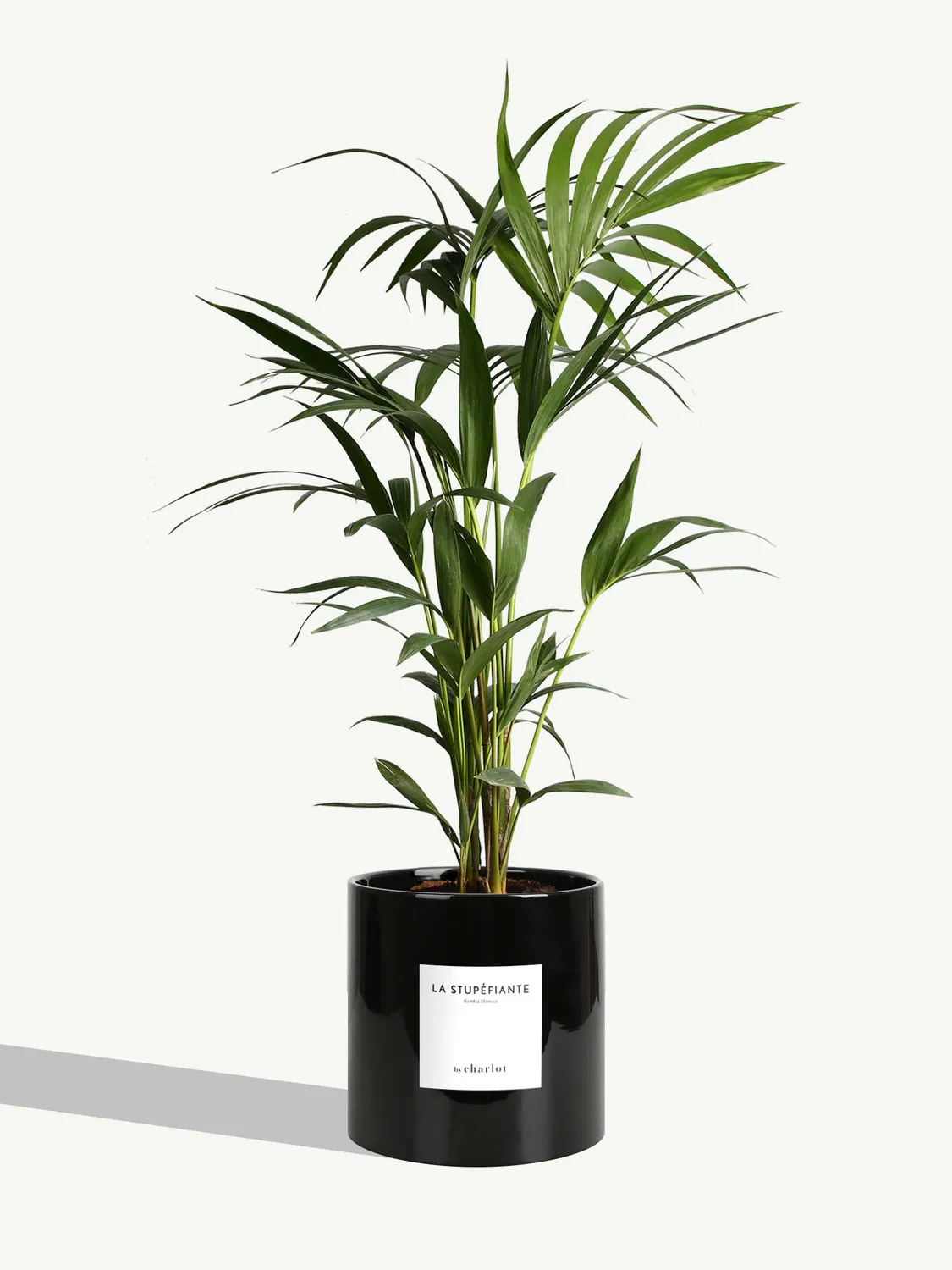 By Charlot La Stupéfiante palmier Kentia grande plante