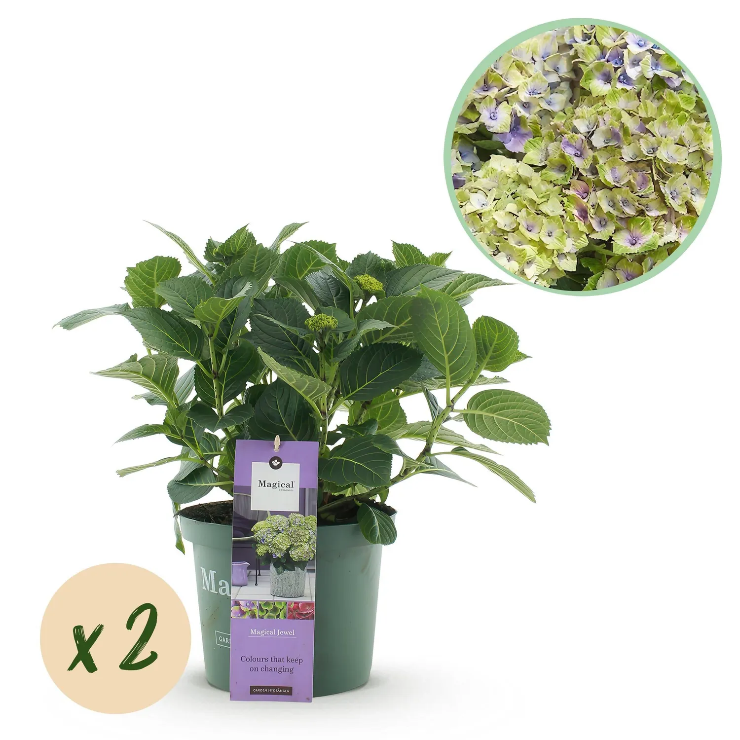 Hortensia Magical Jewel bleu arbuste pot 23cm 55cm