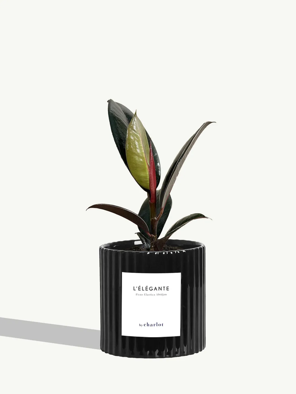 By Charlot L'Élégante Plante verte facile d'entretien