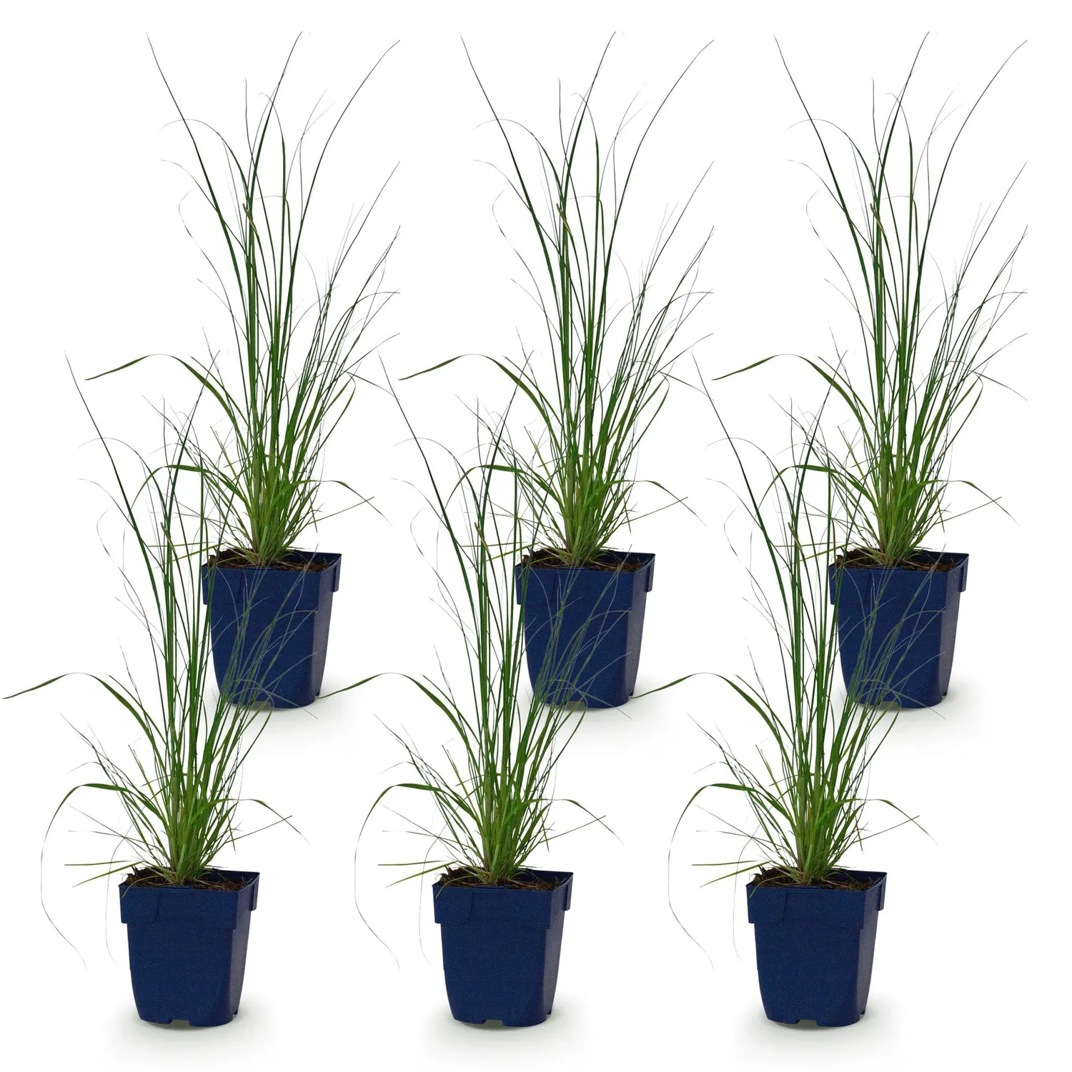 Plant and Stories Pumila herbe de la pampa naine 1 plant