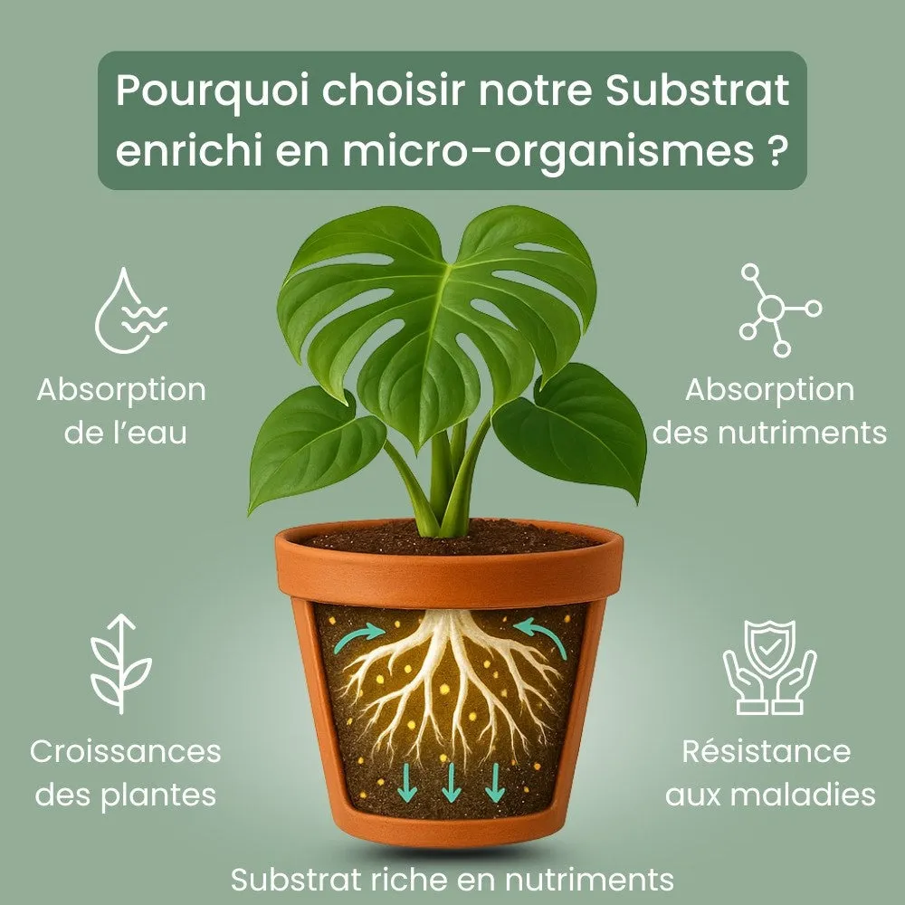 Plant and Stories Hoya Premium terreau mycorhizé France