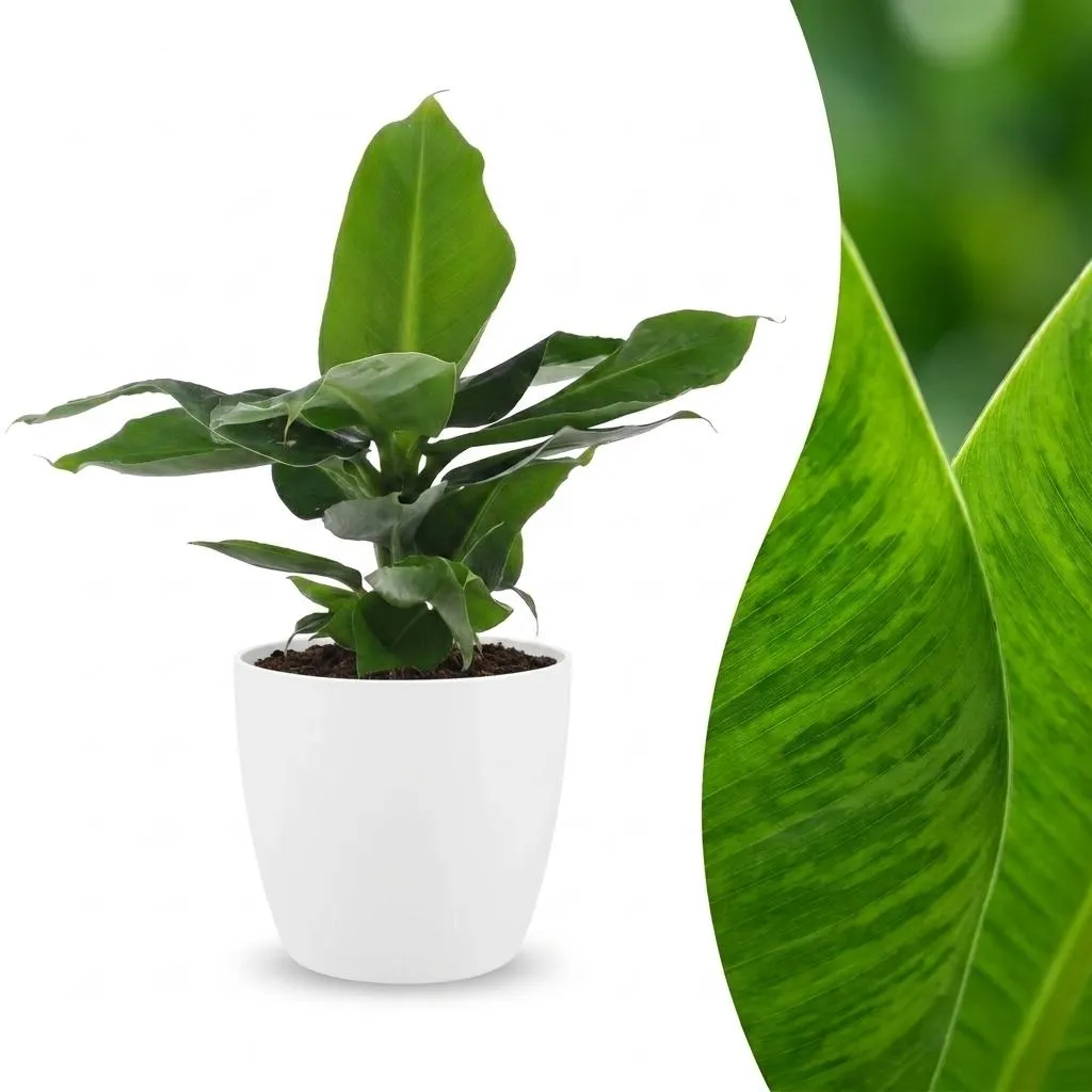 Plant and Stories Oriental Dwarf bananier nain pot 12 cm vert