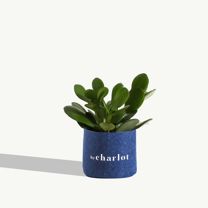 By Charlot La Délicate succulente Crassula recharge XS