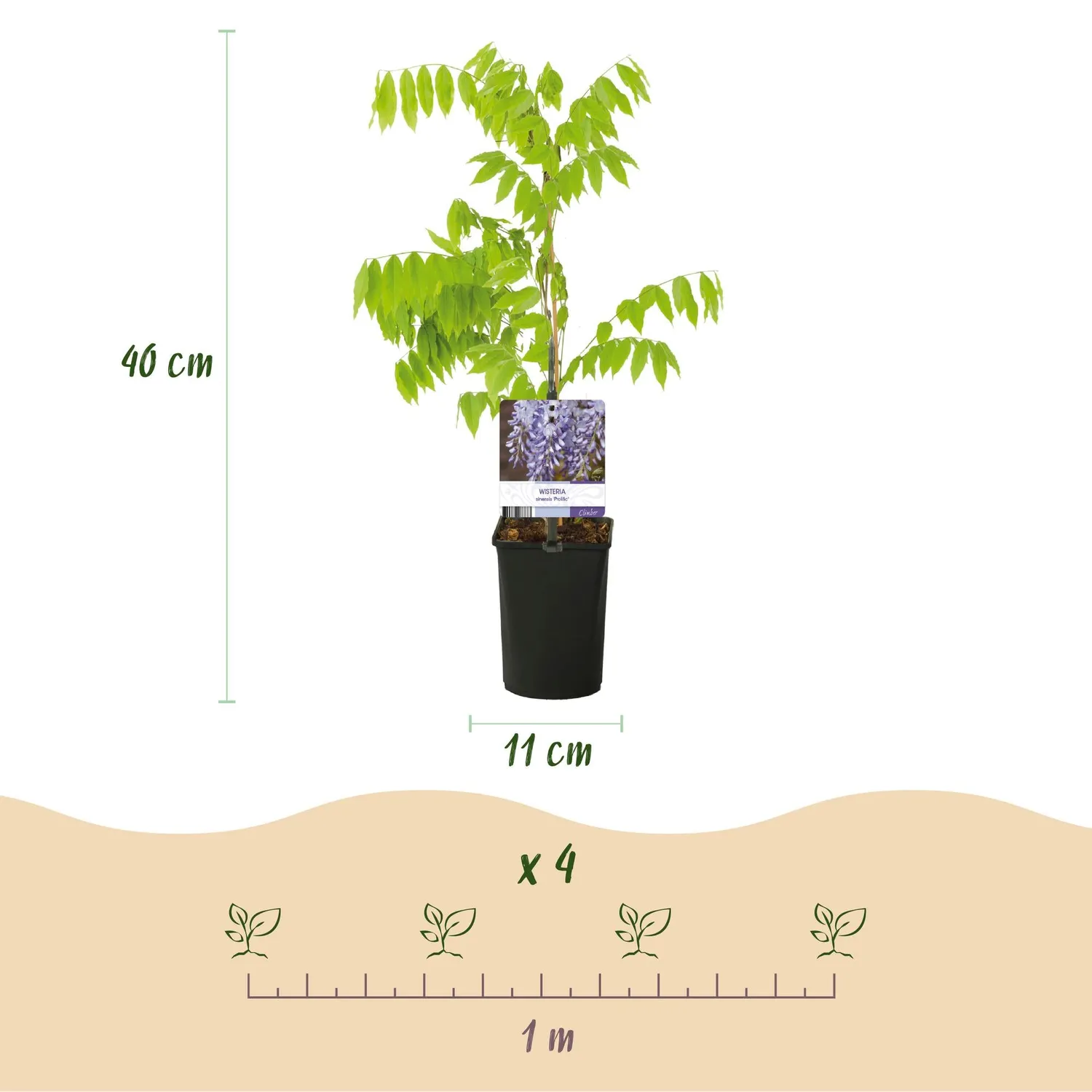 PLANT AND STORIES Glycine Prolific Wisteria grimpante pot 11 cm 40 cm