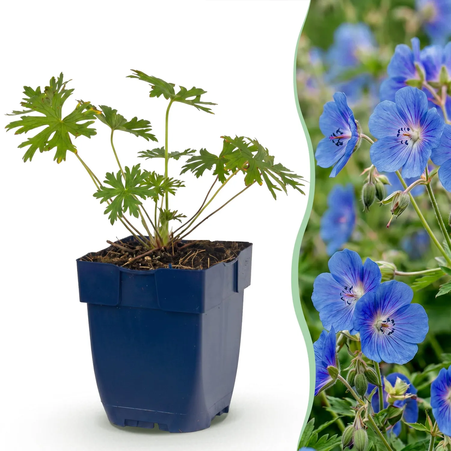 PLANT AND STORIES Géranium Johnson's Blue vivace pot 11 cm 1 plant