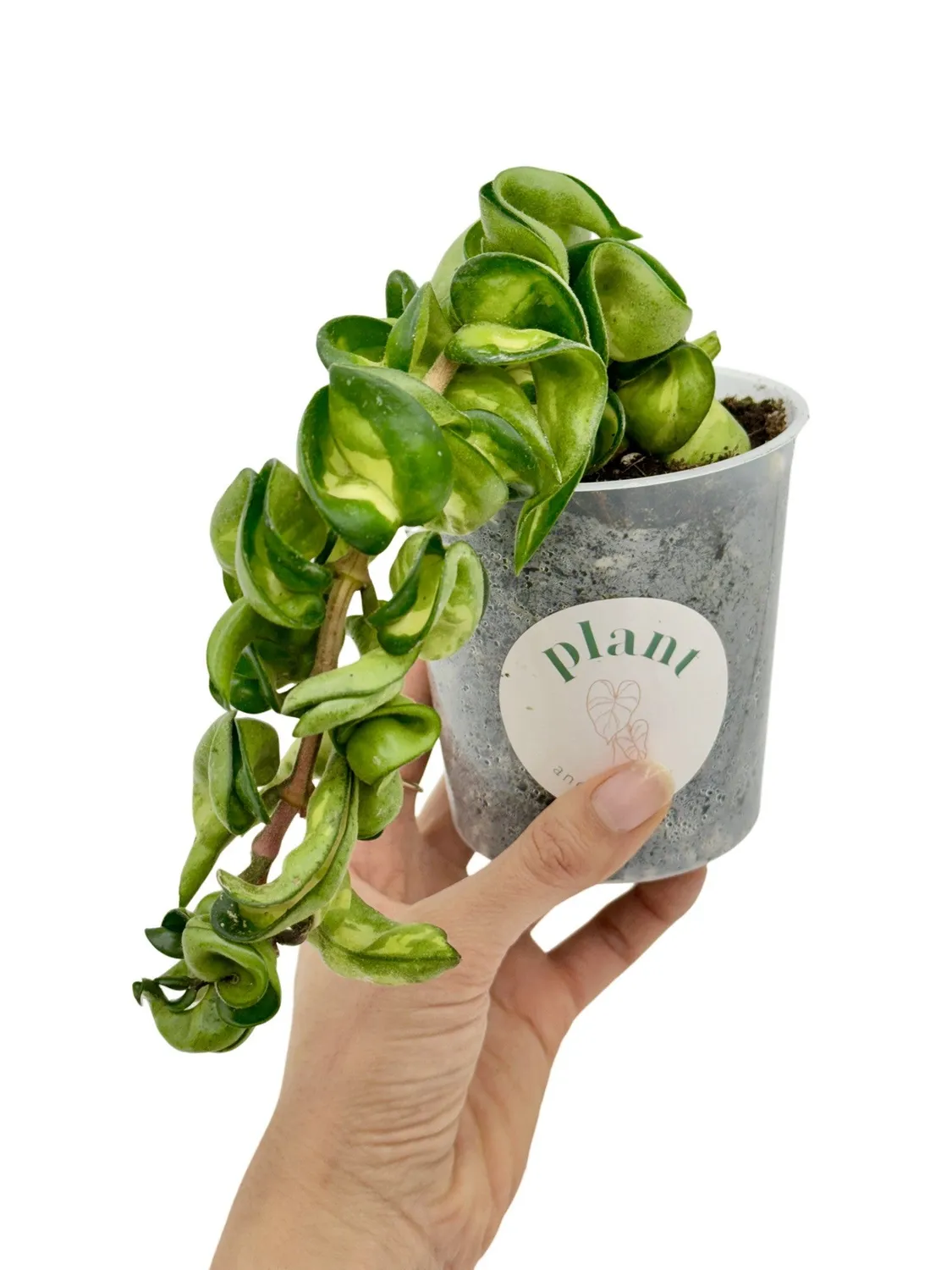 Plant and Stories Hoya Compacta Mauna Loa plante pot 6cm