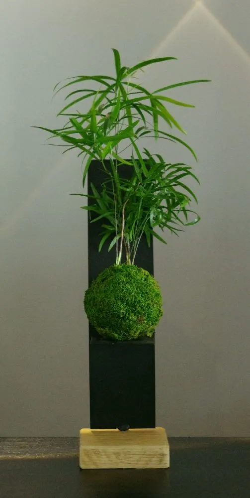Aquaphyte Neodyme kokedama asparagus magnet 8 cm