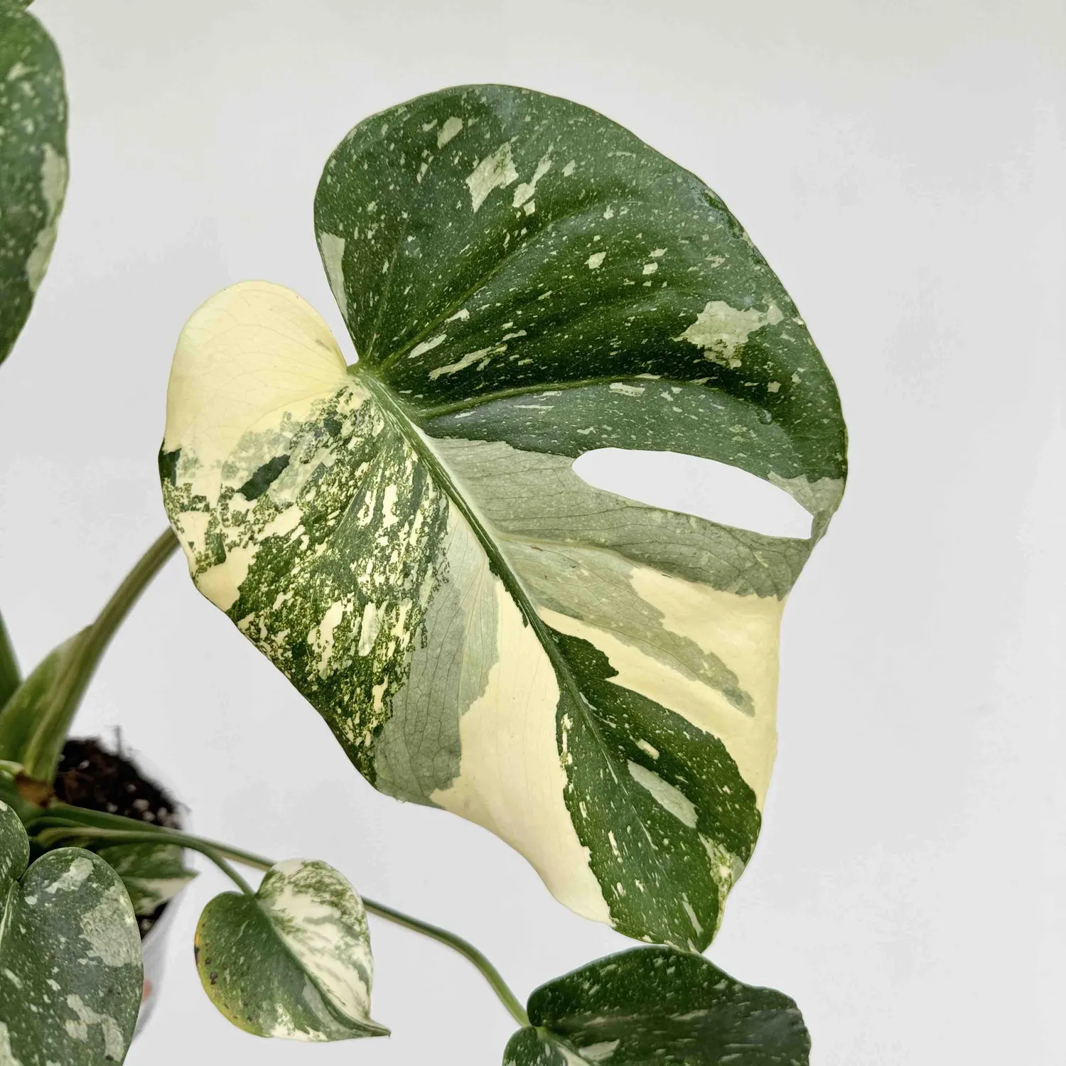 Monstera Thai Constellation plante pot 9 cm étoilée