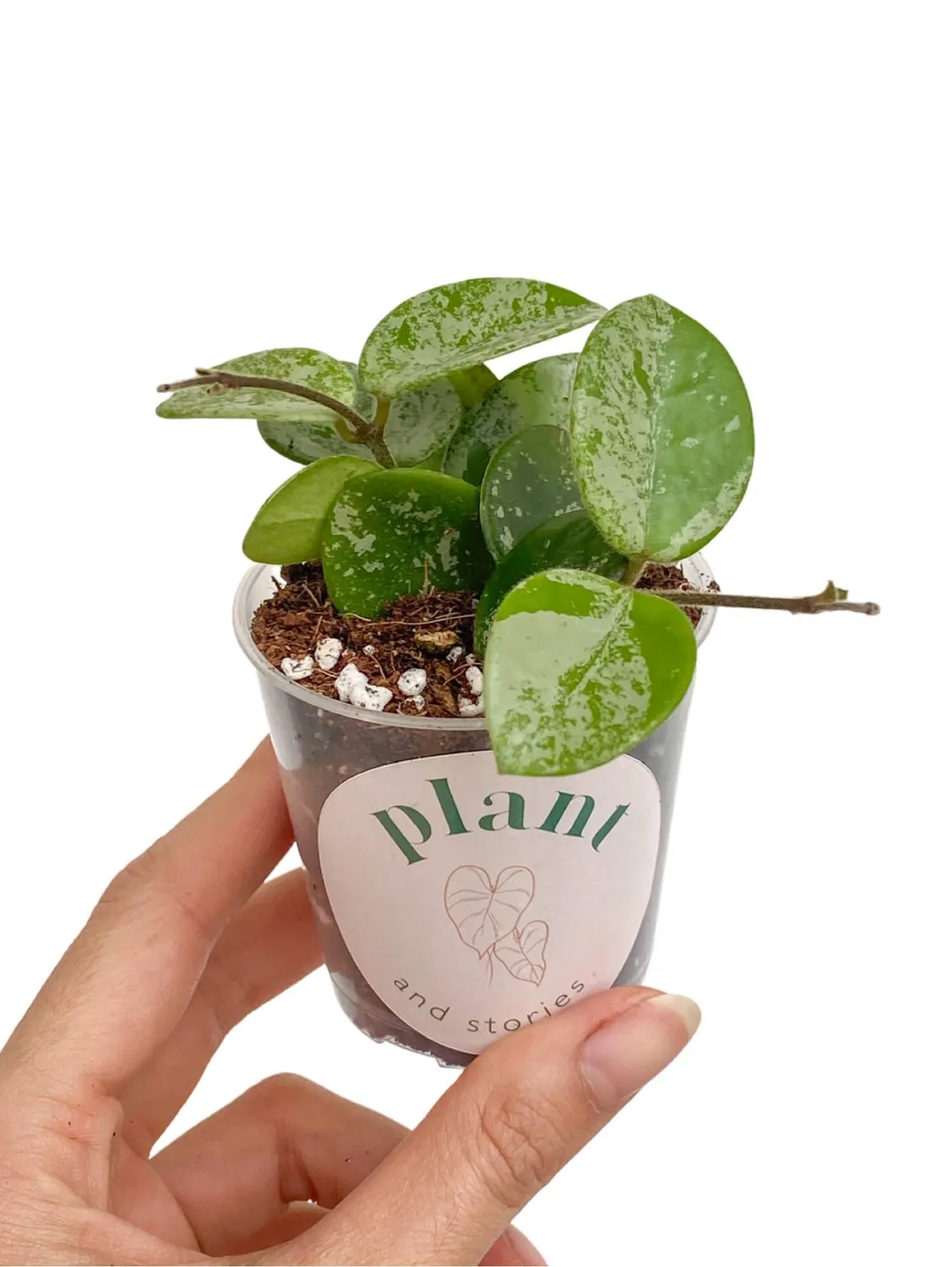 Plant and Stories Hoya Mathilde Splash plante pot 6 cm