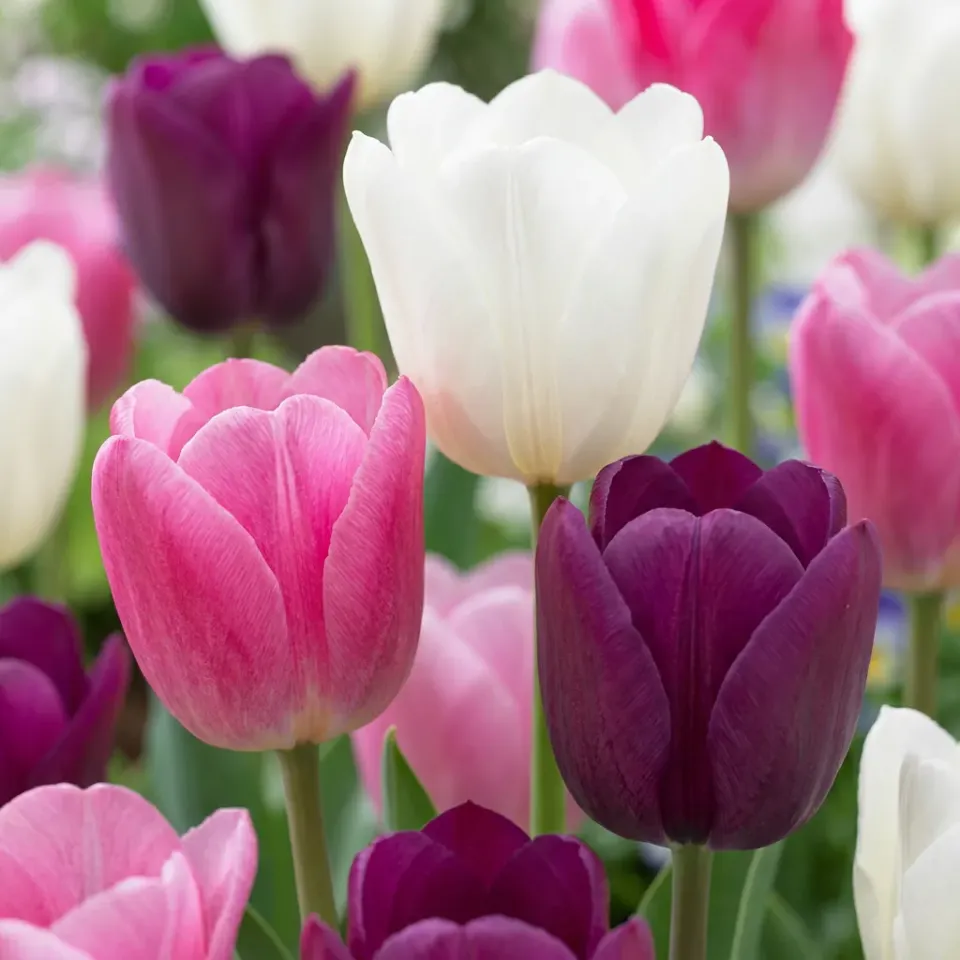 Plant and Stories Tulipe Pastel Tulipa bulbes 24 floraison mars