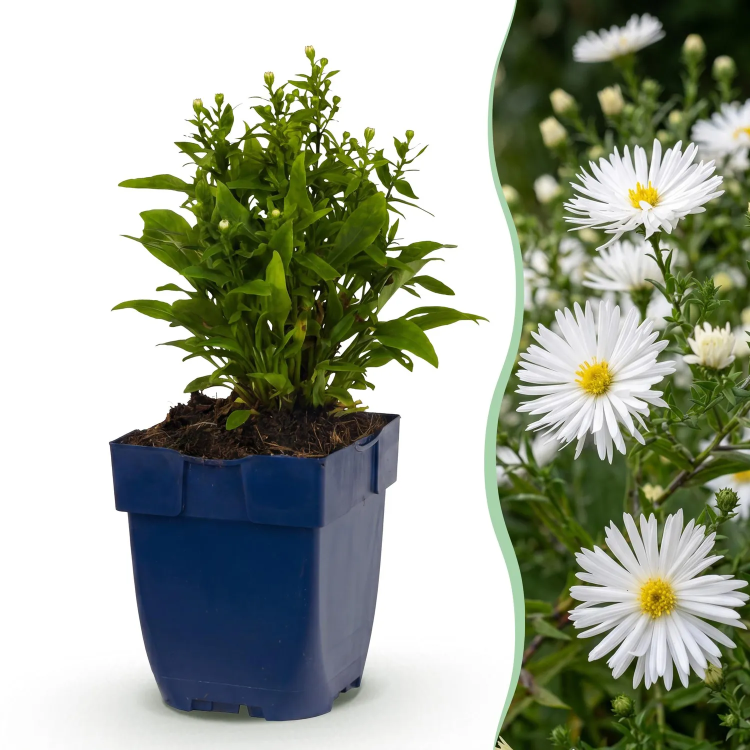 Plant and Stories Aster Méditerranée vivace pot 11 cm soleil