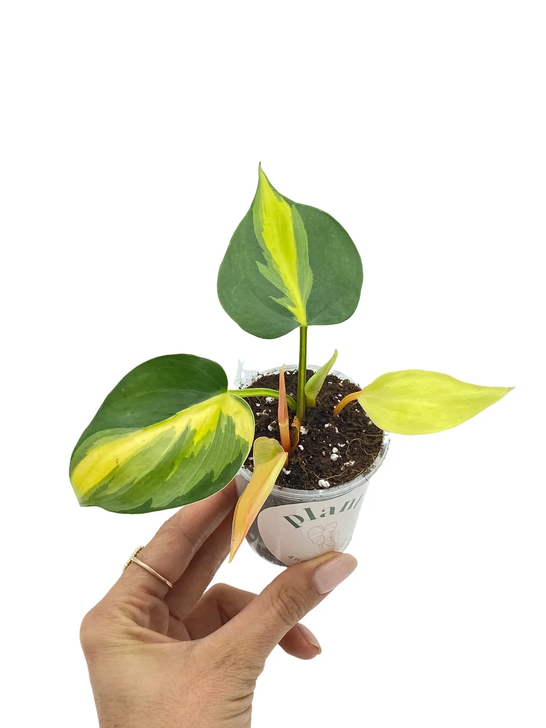 Plant and Stories Philodendron Brasil plante d’intérieur pot 6 cm panaché