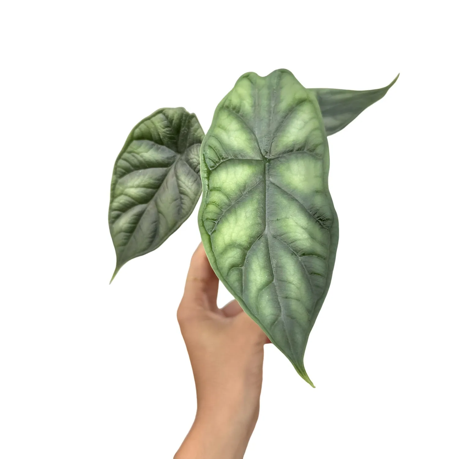 Plant and Stories Alocasia Dragon Scale plante d'intérieur pot 6 cm