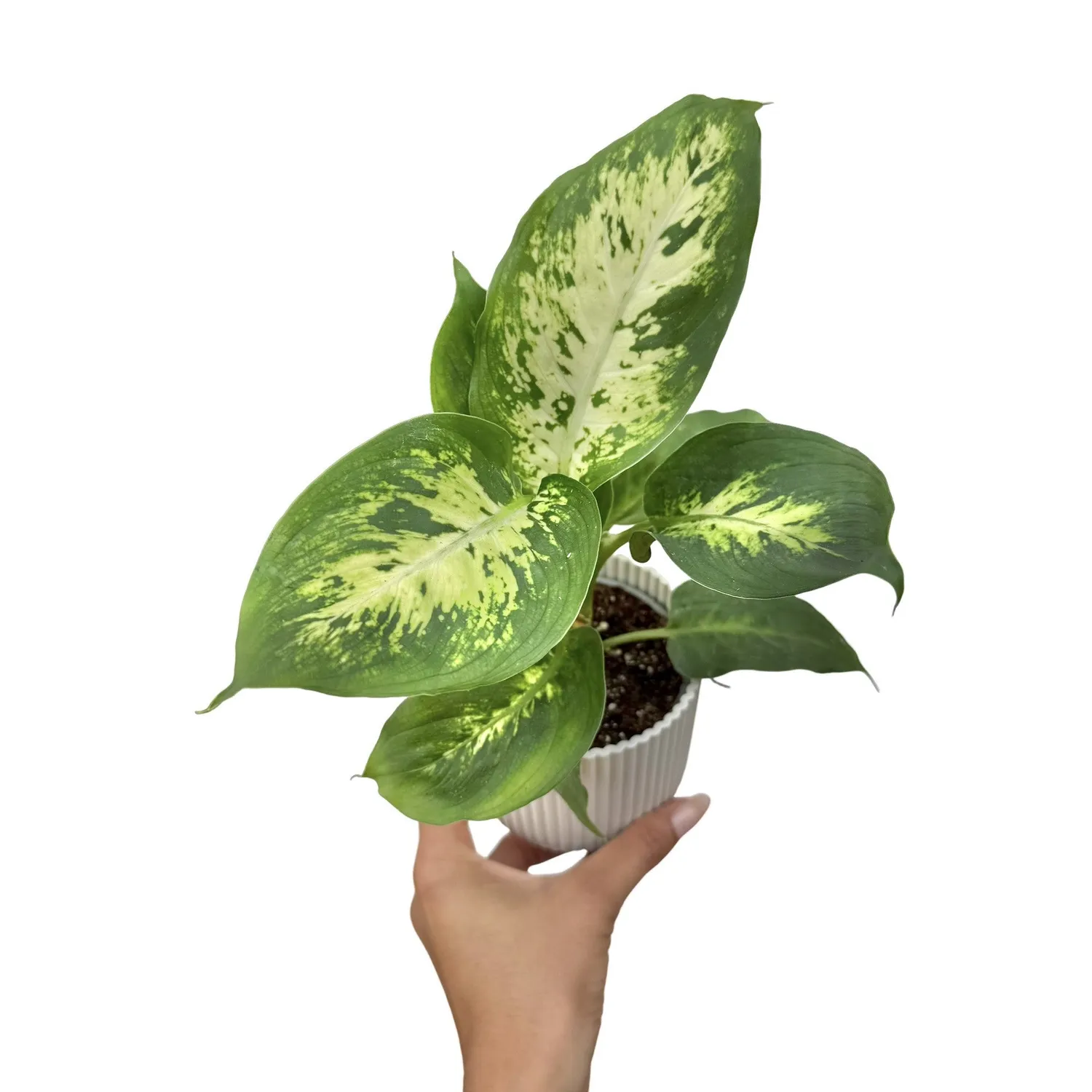 Plant and Stories Dieffenbachia Mars plante 12 cm