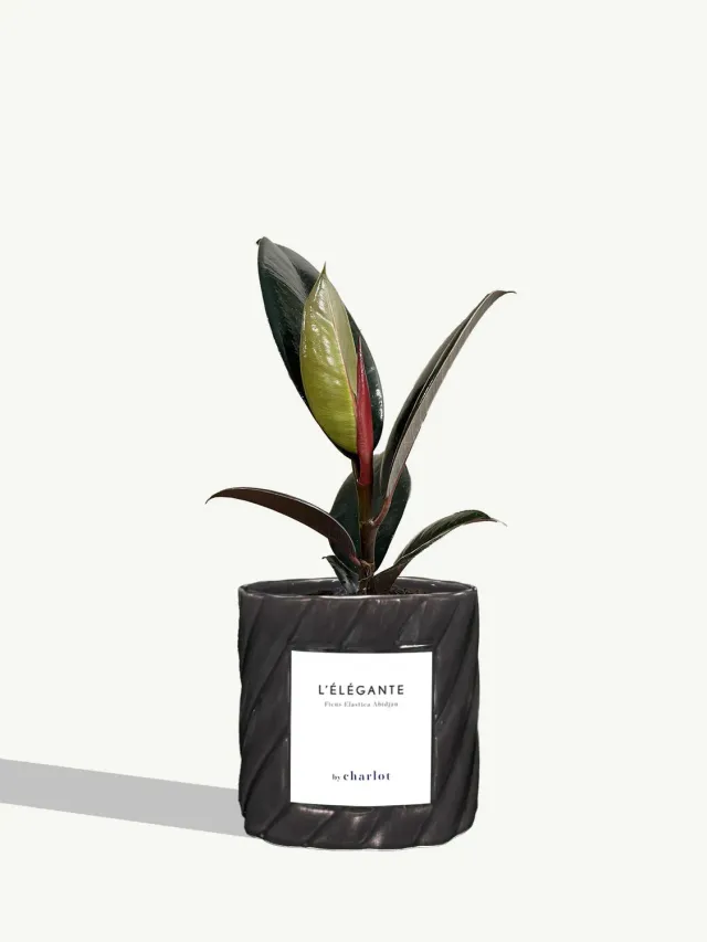 By Charlot L'Élégante plante verte facile