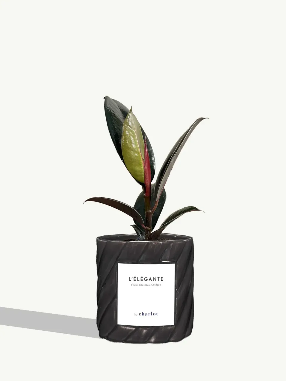 By Charlot L'Élégante plante verte facile