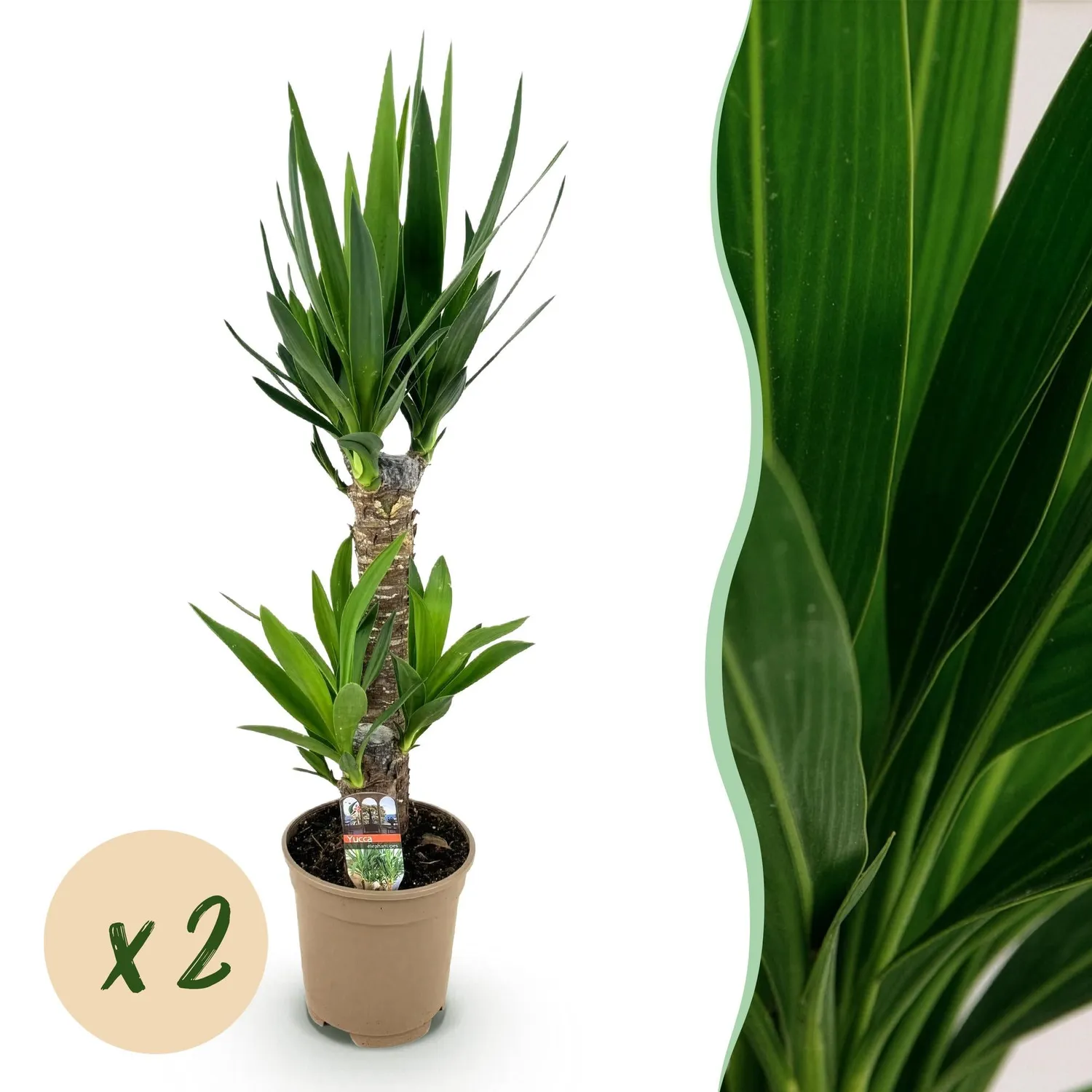 Plant and Stories Yucca Elephantipes plante 75 cm pot 17 cm robuste
