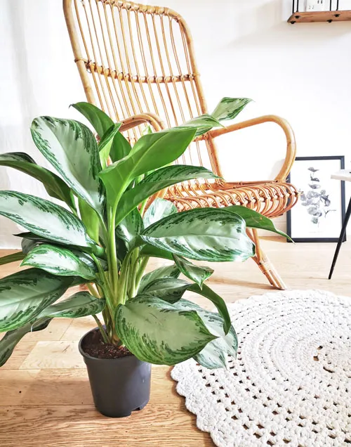 Réconciliation Végétale Naomi aglaonema plante verte marbrée