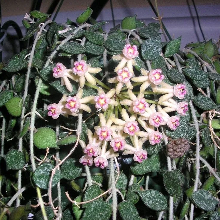 Plant and Stories Hoya Curtisii plante pot 6 cm marbré