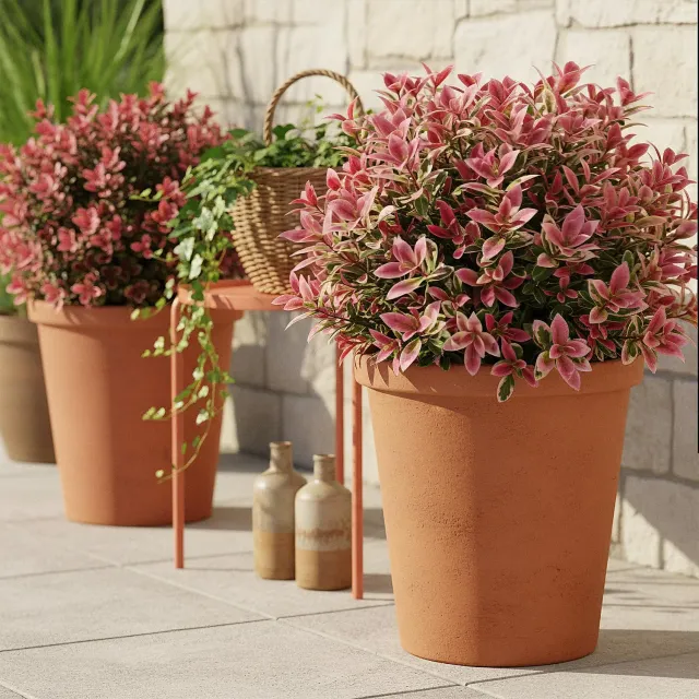 Plant and Stories Leucothoé Colour Diamond arbuste pot 17 cm ombre