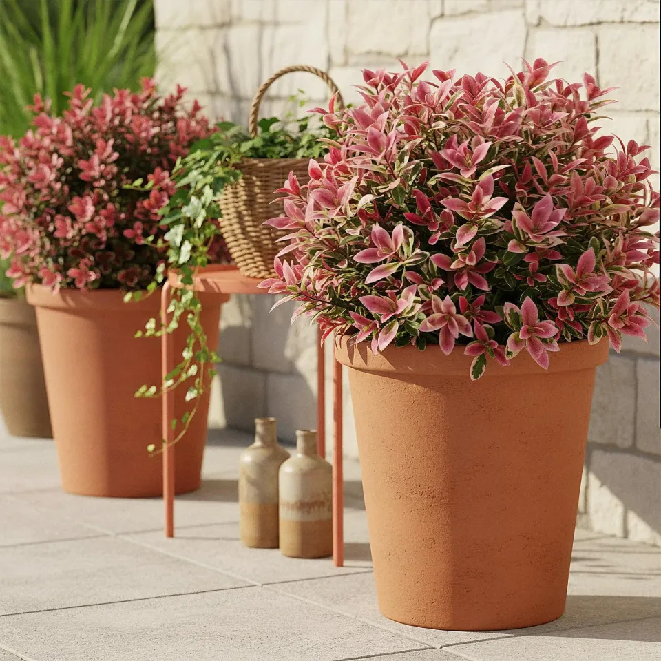 Plant and Stories Leucothoé Colour Diamond arbuste pot 17 cm ombre