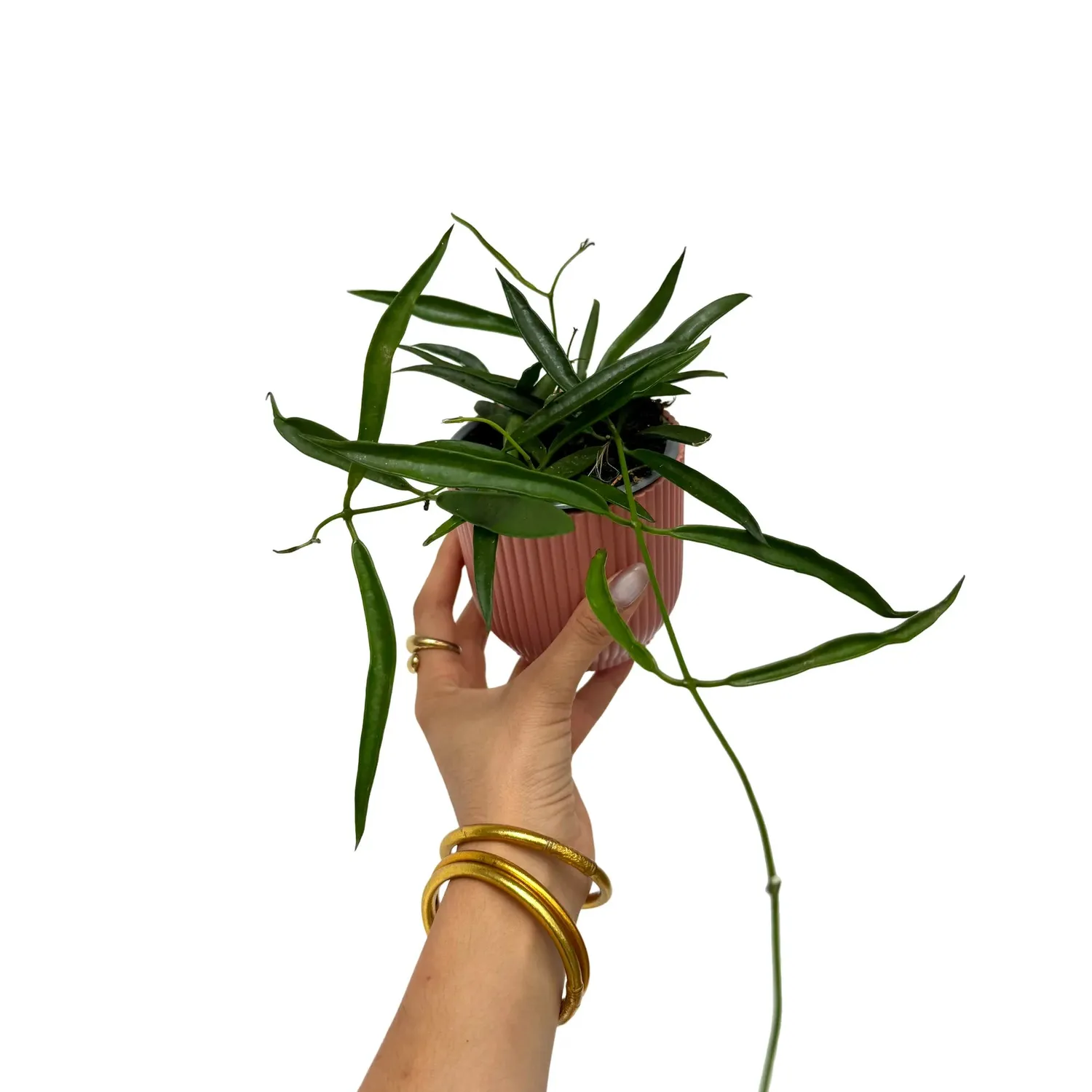 Plant and Stories Hoya Longifolia plante pot 12 cm retombante