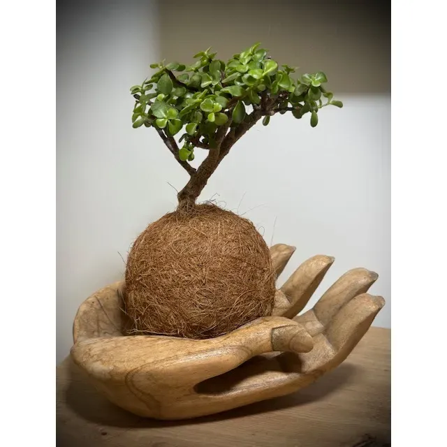 Oh My Green Portulacaria Afra coco taille M succulente
