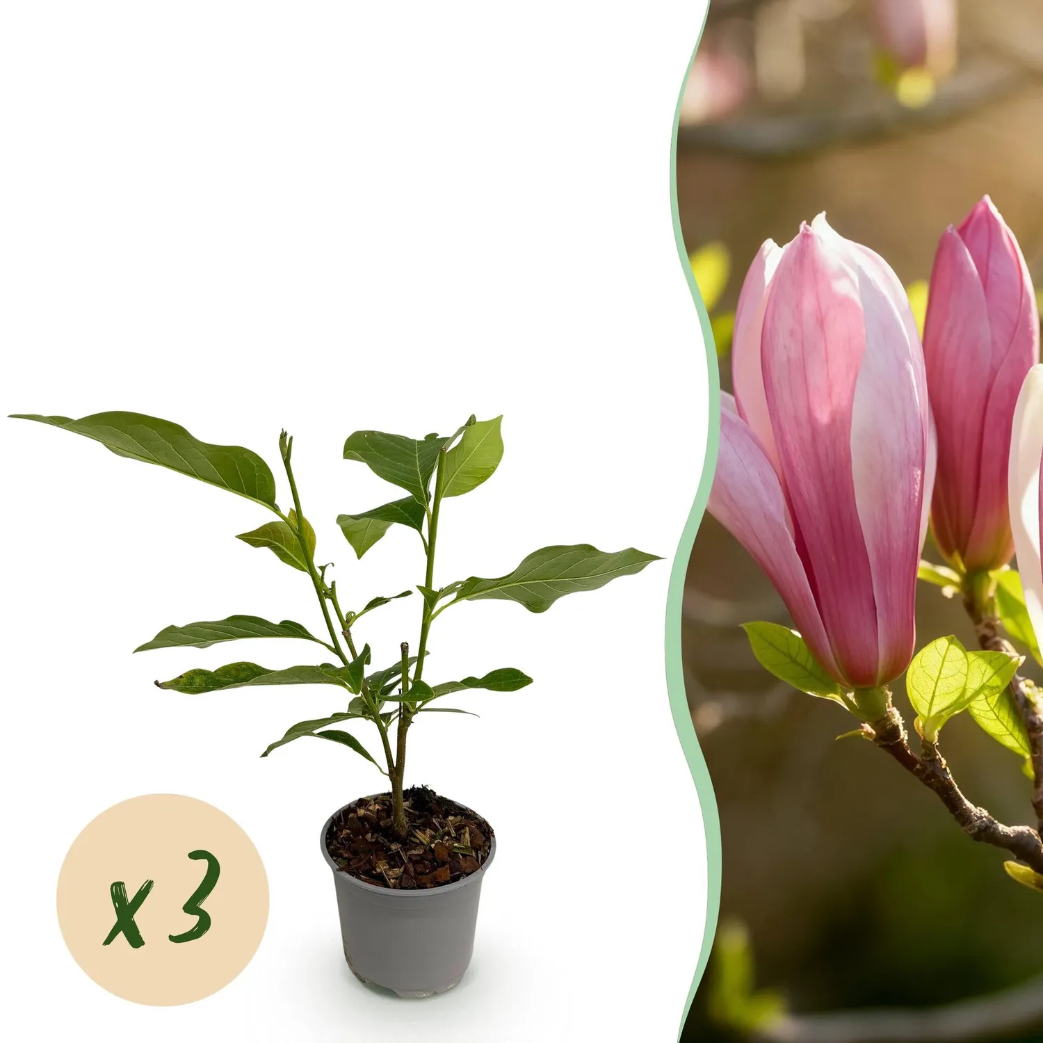 Plant and Stories Ricki magnolia arbuste 1 plant rose