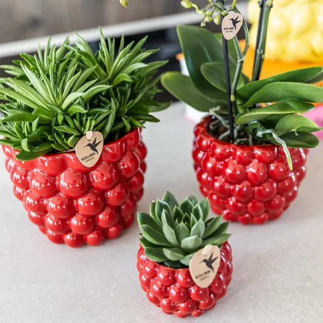 Plant and Stories Cache-pot céramique rouge 12 cm plante