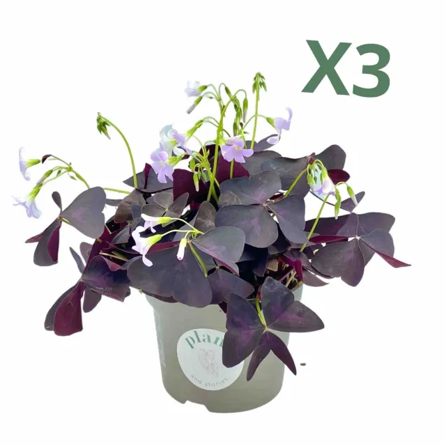 Plant and Stories Triangularis oxalis lot 3 pot 12 cm