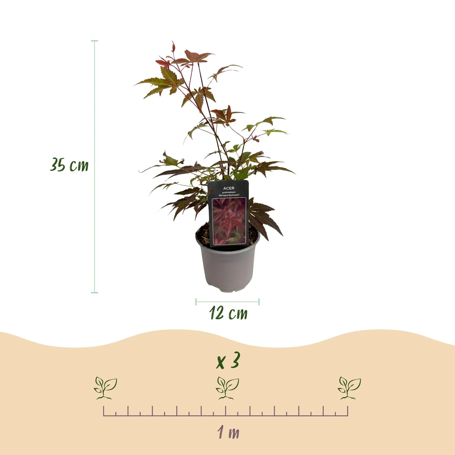 Plant and Stories Atropurpureum érable Japon 12 cm 1 plant pourpre