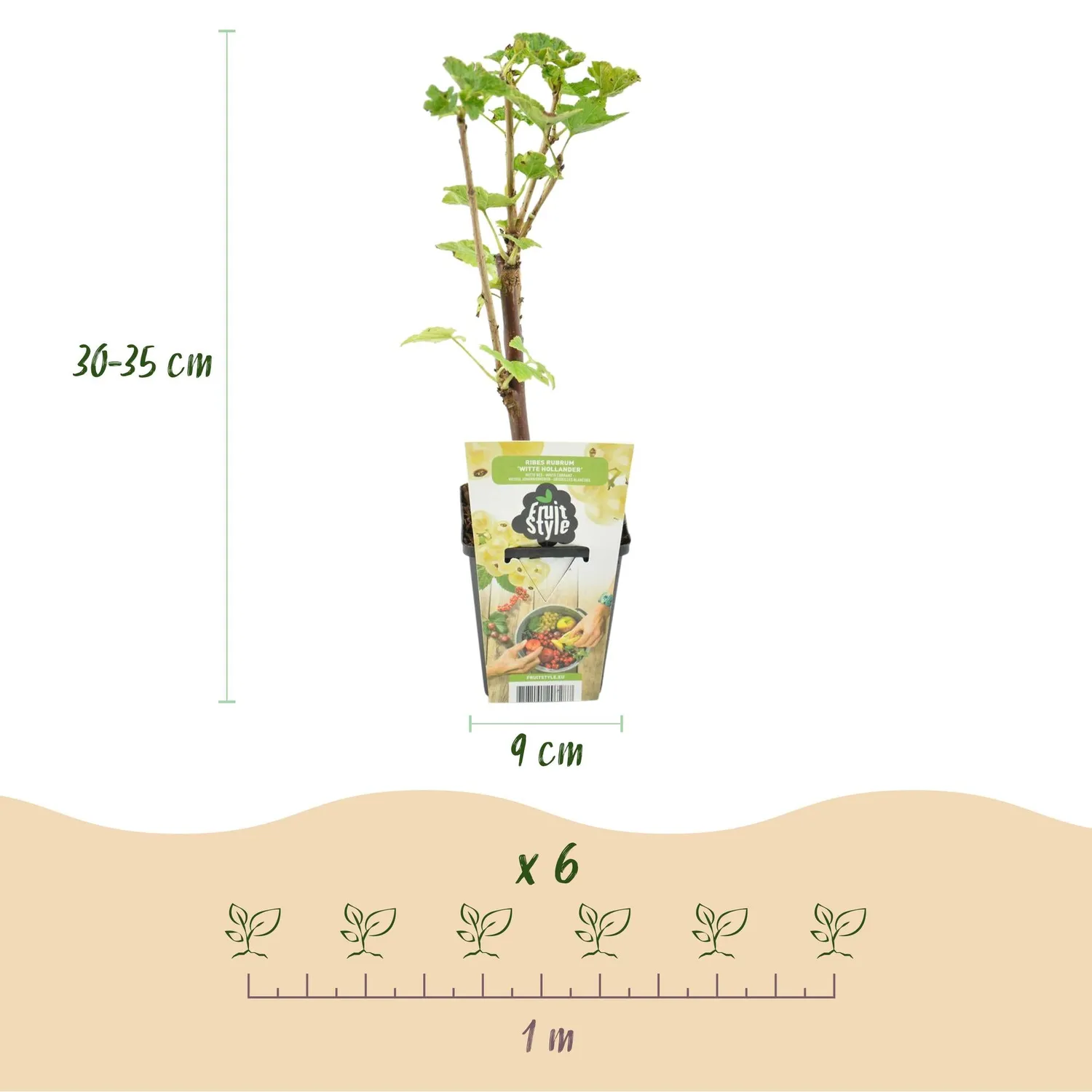 Plant and Stories Groseillier Witte Hollander fruitier pot 9cm lot 3