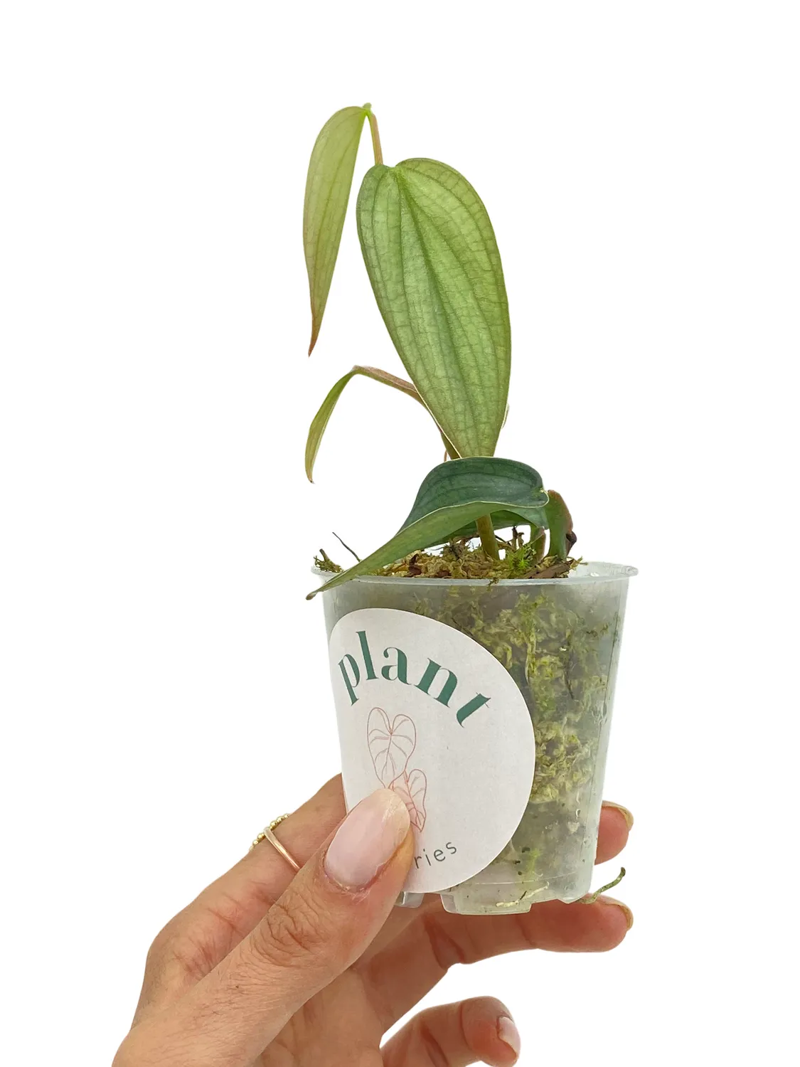 Plant and Stories Burle Marx Fantasy philodendron 8 cm