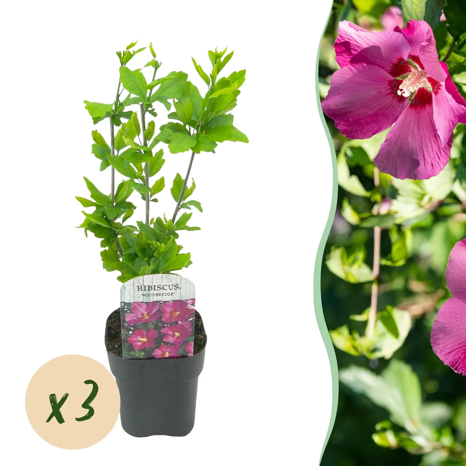 Plant and Stories Woodbridge hibiscus 1 plant pot 17 cm