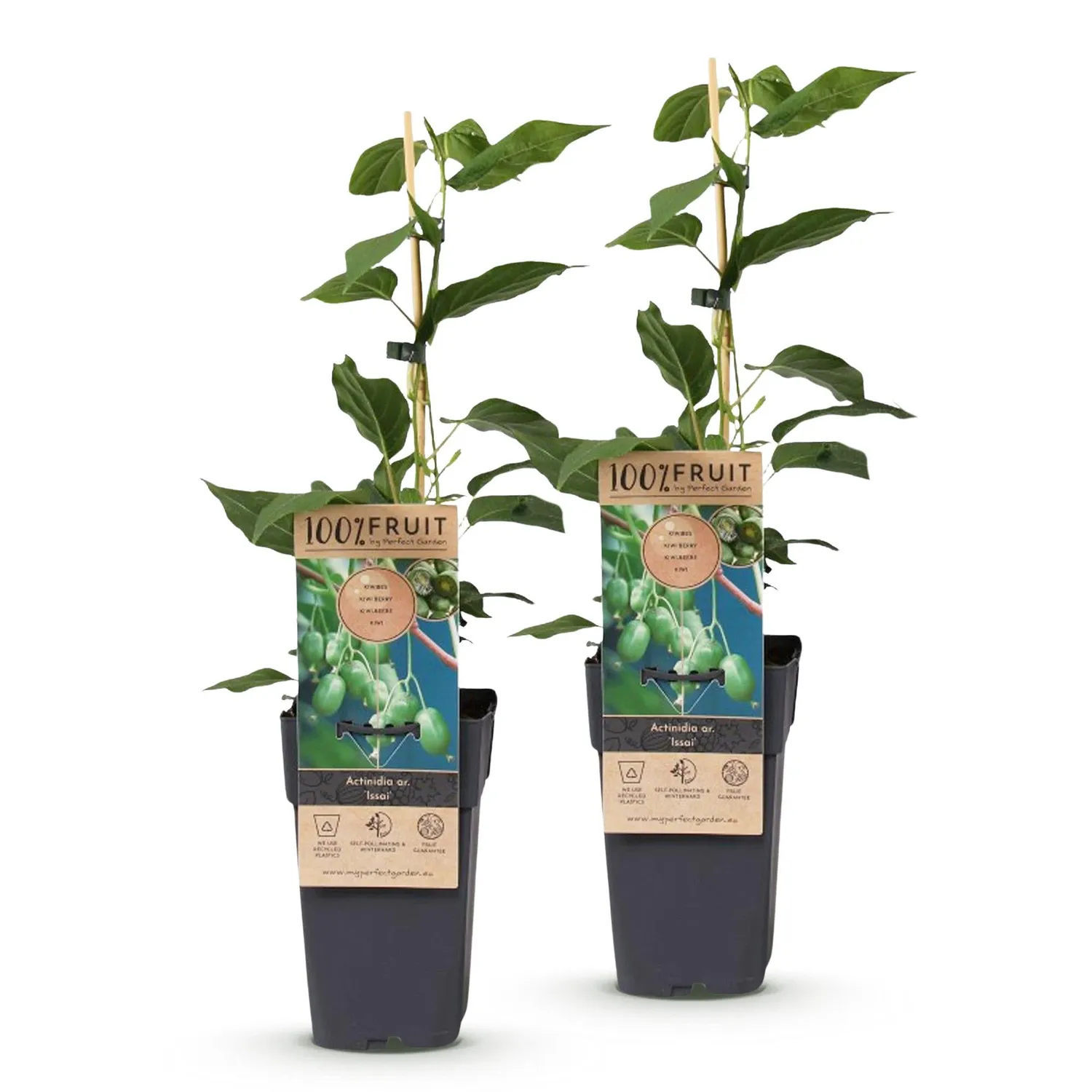 Plant and Stories Kiwi Issai fruitier grimpant lot de 2 autofertile