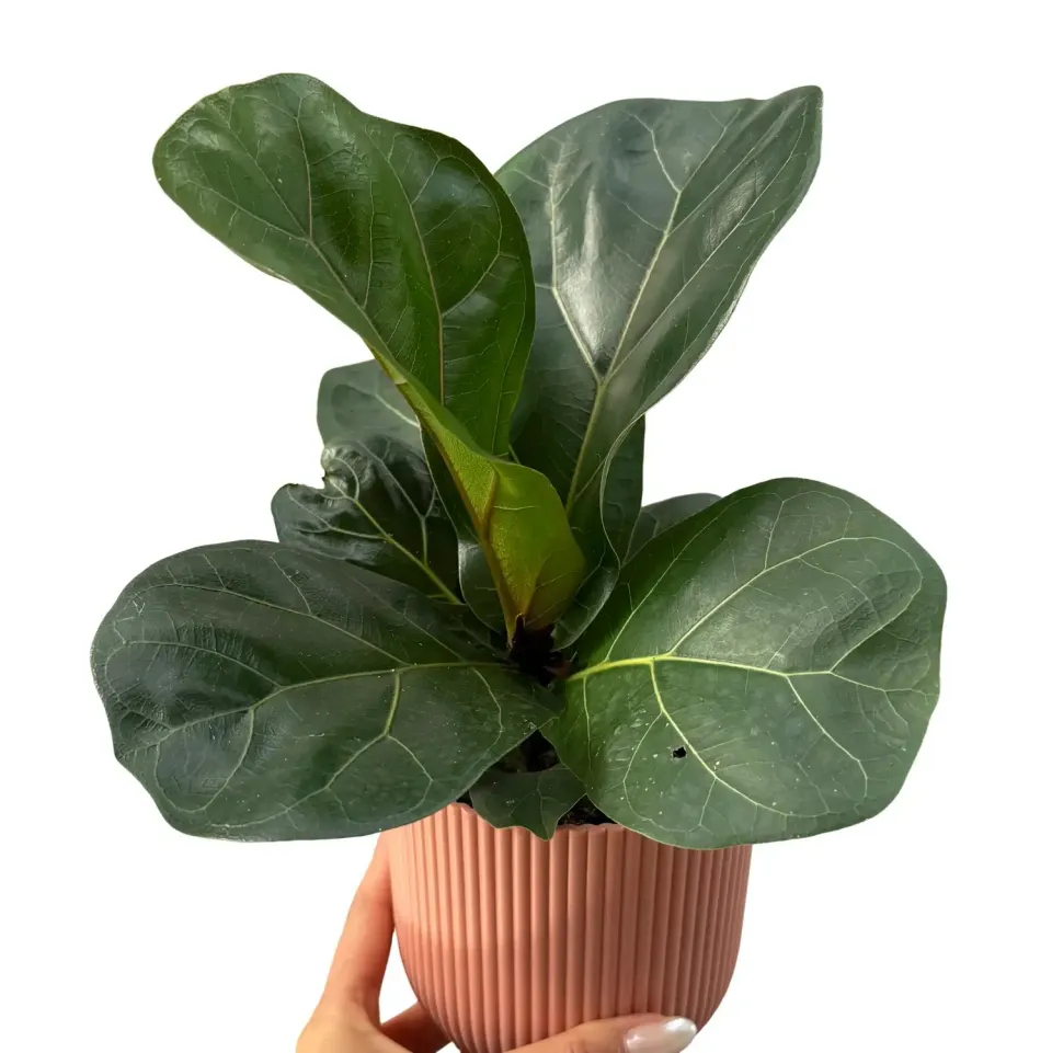 Plant and Stories Lyrata figuier lyre pot 11 cm