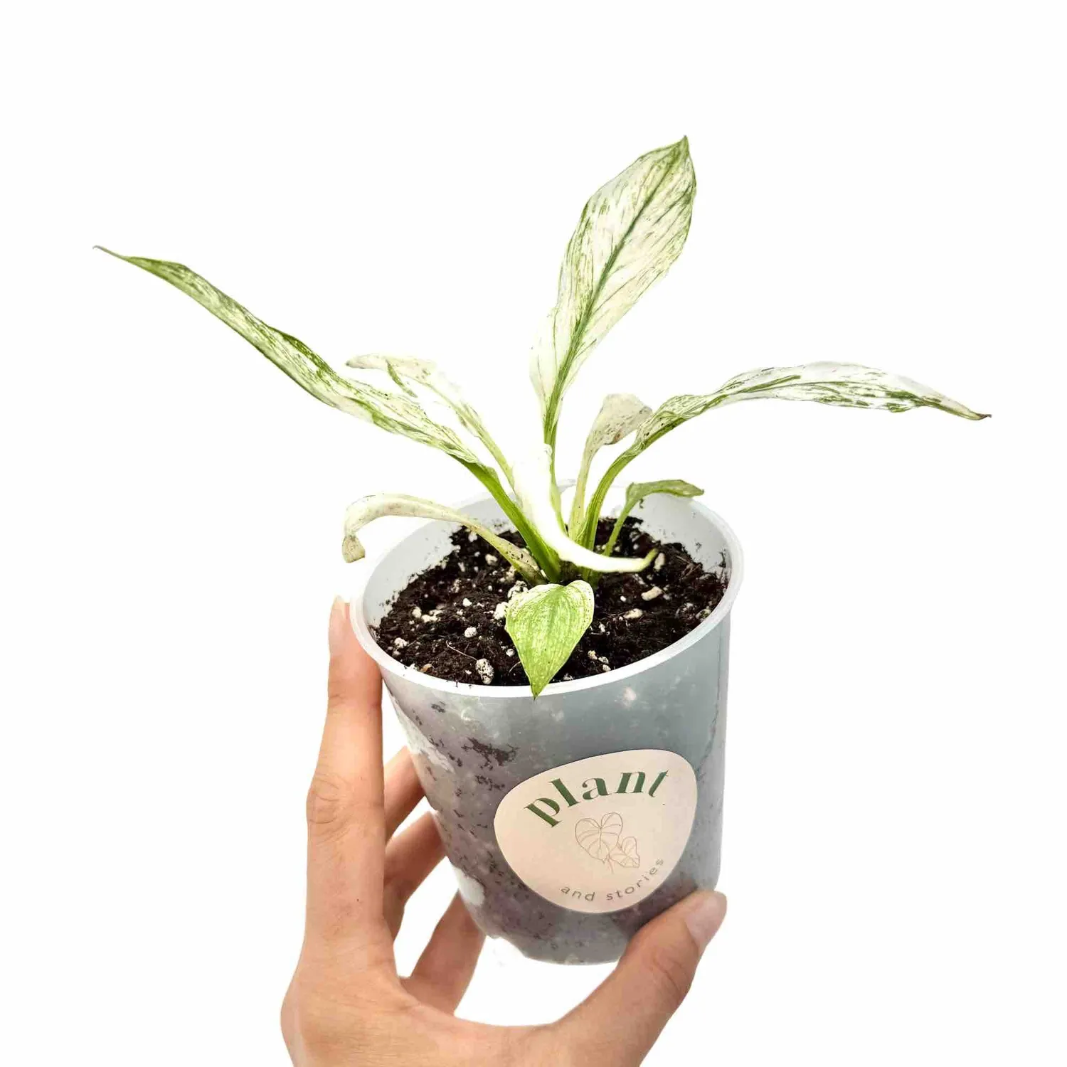 PLANT AND STORIES Sensation Variegata spathiphyllum pot 6 cm panaché