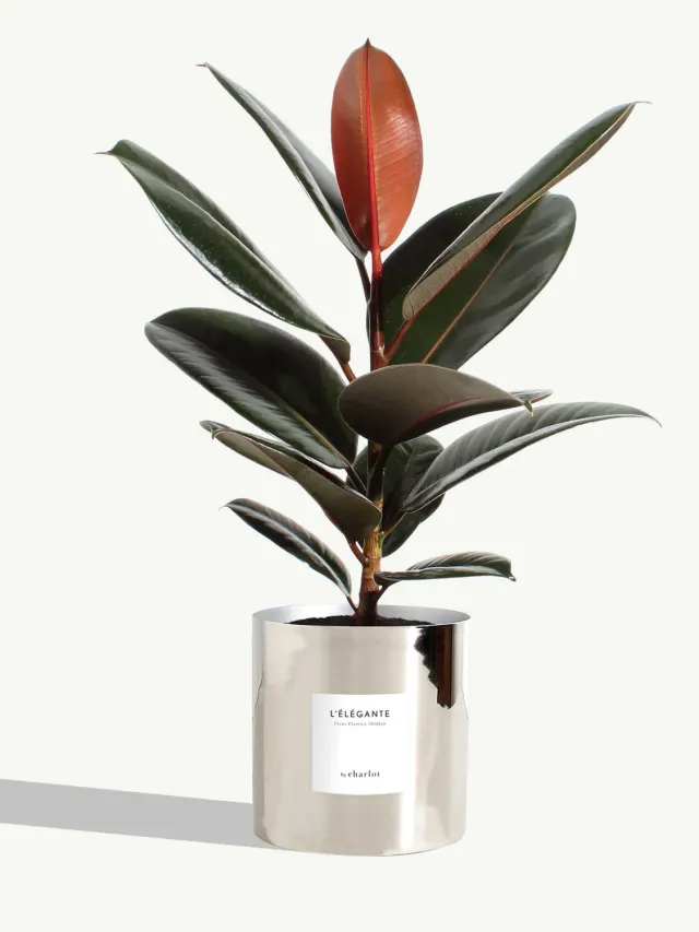 By Charlot L'Élégante plante ficus M