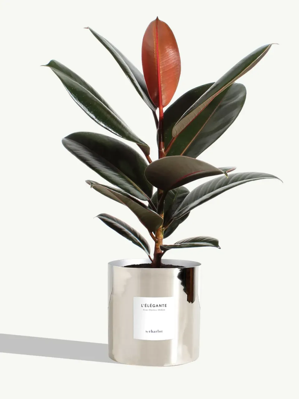 By Charlot L'Élégante plante ficus M