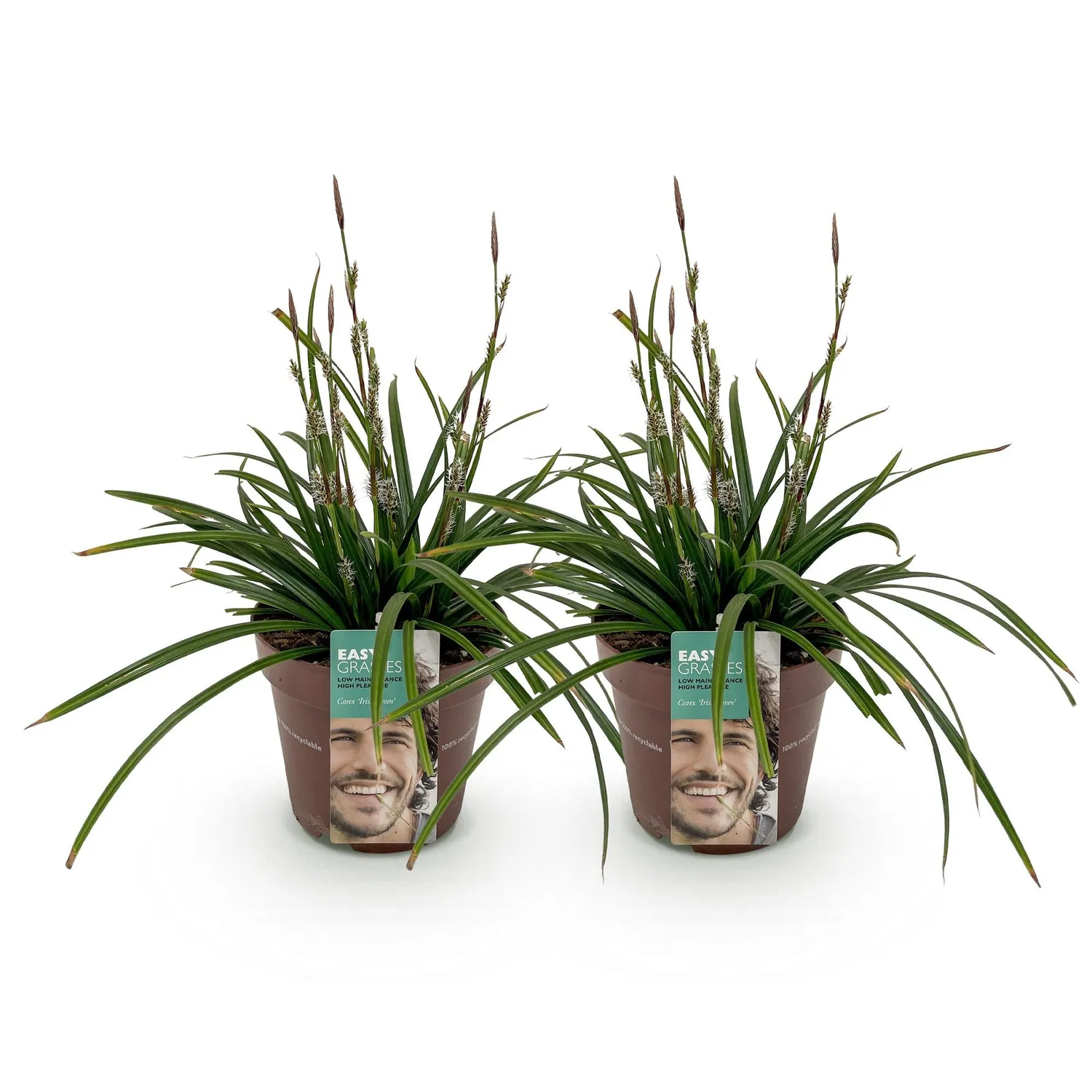 Plant and Stories Carex Irish Green graminée pot 17 cm 1 plant ombre