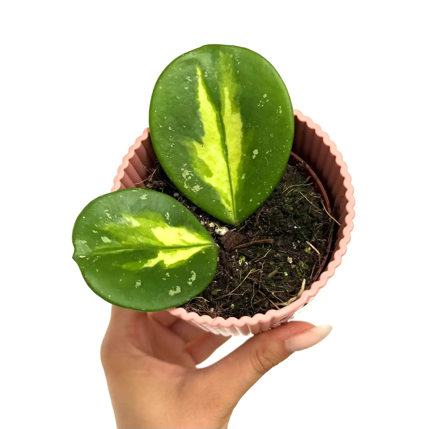 Plant and Stories Hoya Obovata Inner Variegata plante pot 8 cm