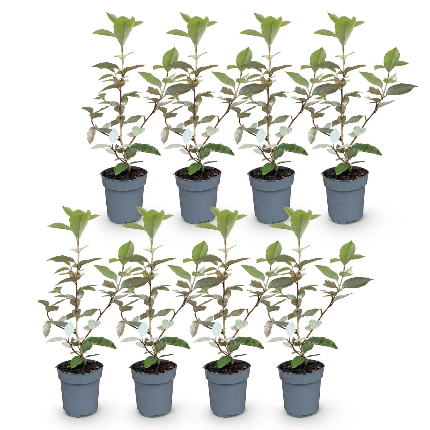 Plant and Stories Chalef Compacta Eleagnus haie persistante pot 9cm