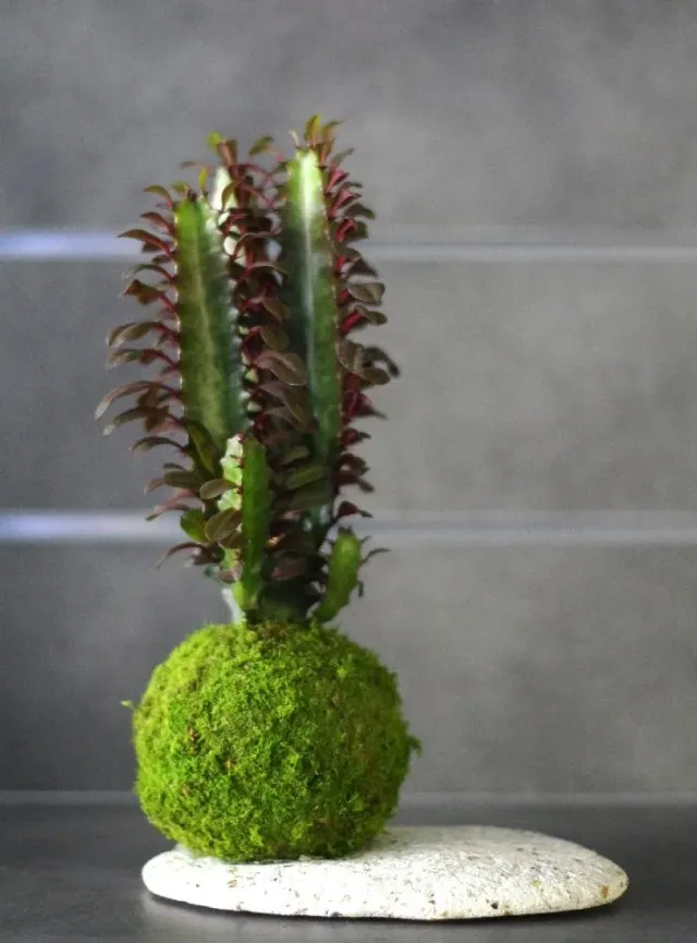 AQUAPHYTE Ningaloo San kokedama euphorbia sculptural