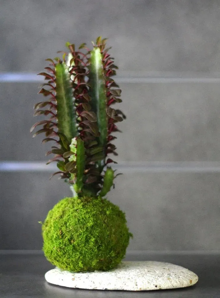 AQUAPHYTE Ningaloo San kokedama euphorbia sculptural