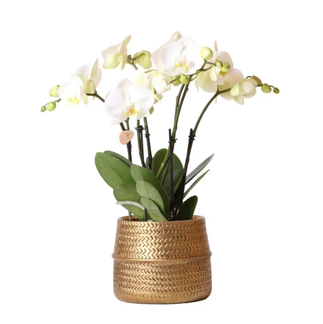 Plant and Stories Phalaenopsis Jewel Ghent orchidée blanche pot 12 cm doré