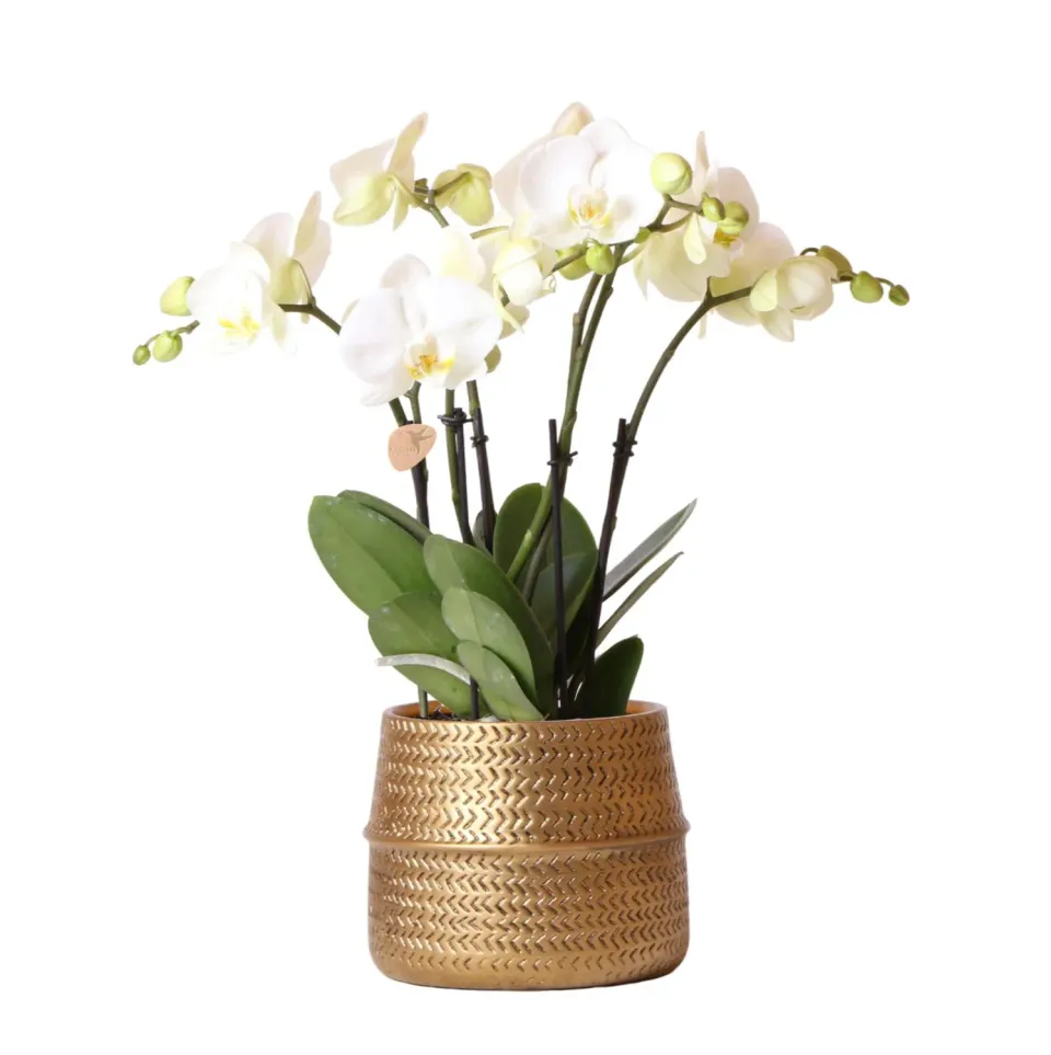Plant and Stories Phalaenopsis Jewel Ghent orchidée blanche pot 12 cm doré