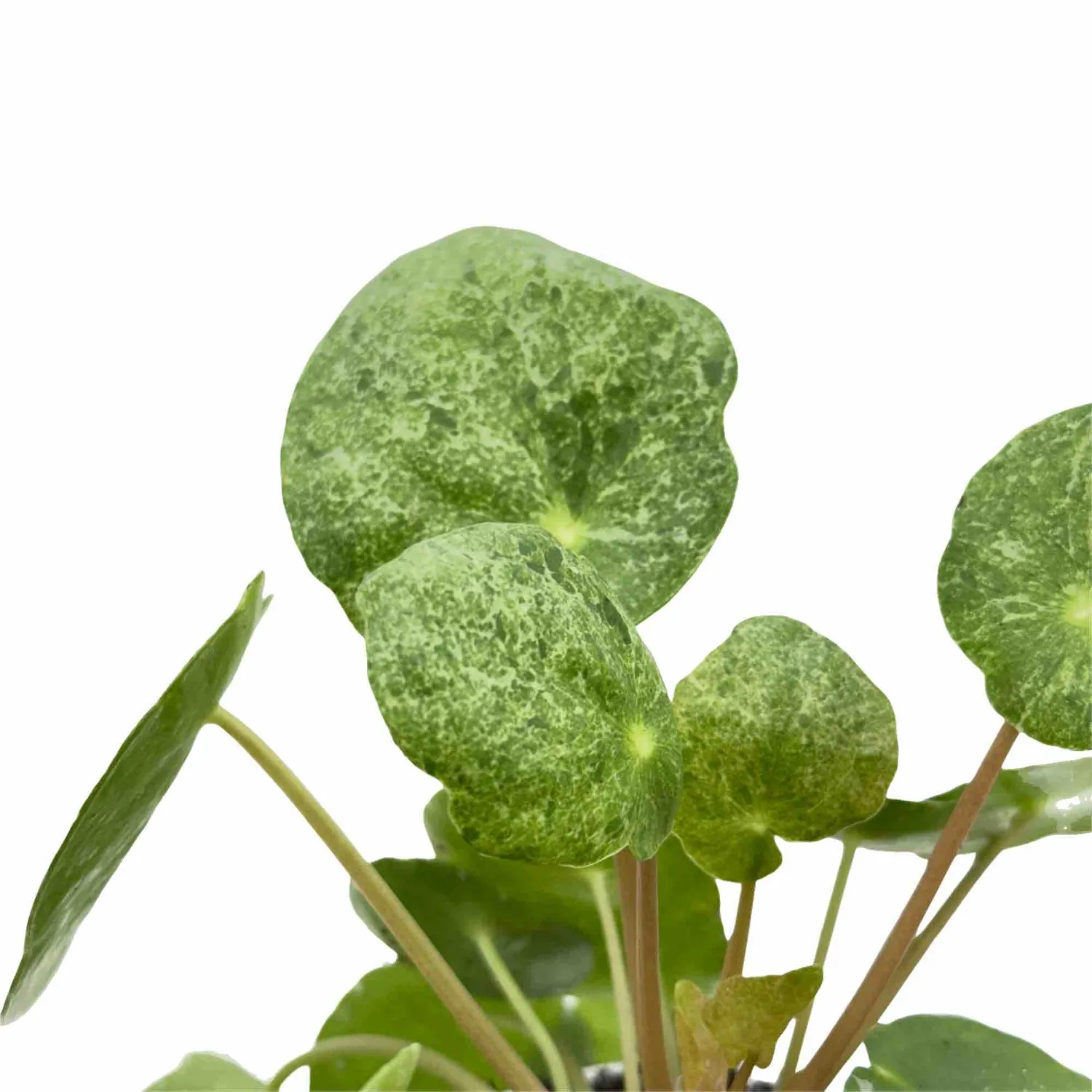 Plant and Stories Pilea Sugar plante d'intérieur pot 6 cm argentée