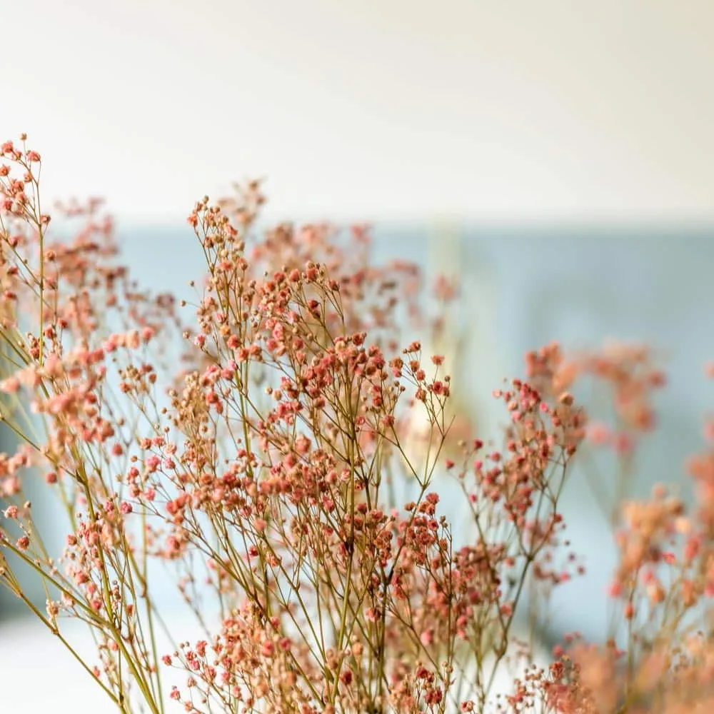 Réconciliation Végétale Gypsophile bouquet fleurs séchées 100g rose