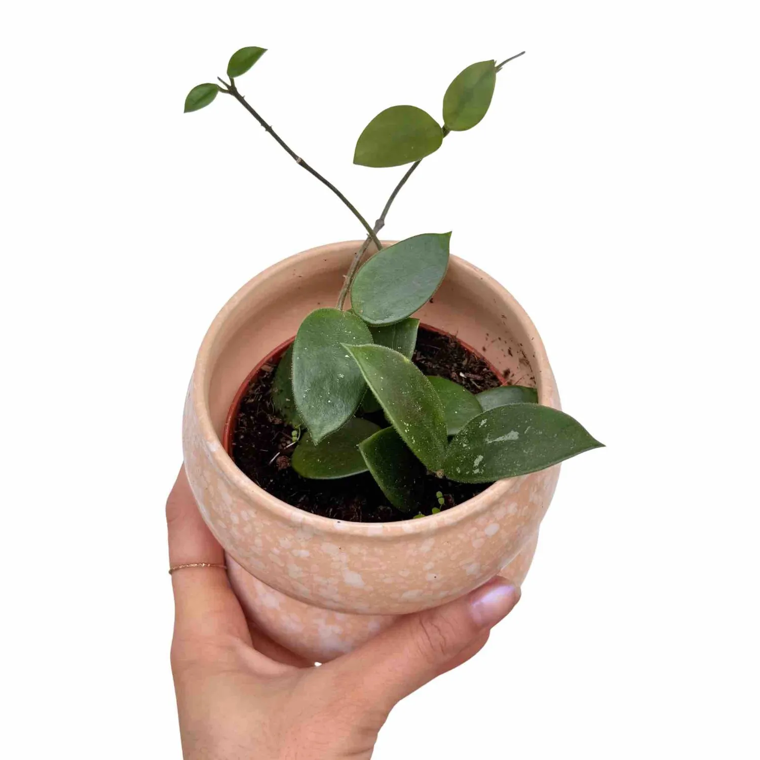 Plant and Stories Hoya Chouke plante pot 6 cm veloutée